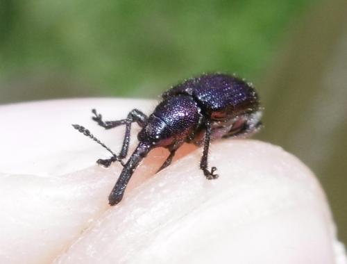 Rhynchites sp.